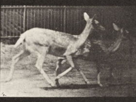 Plate 684 Fallow deer. A: Buck and doe trotting. B: Two does trotting — figure reference